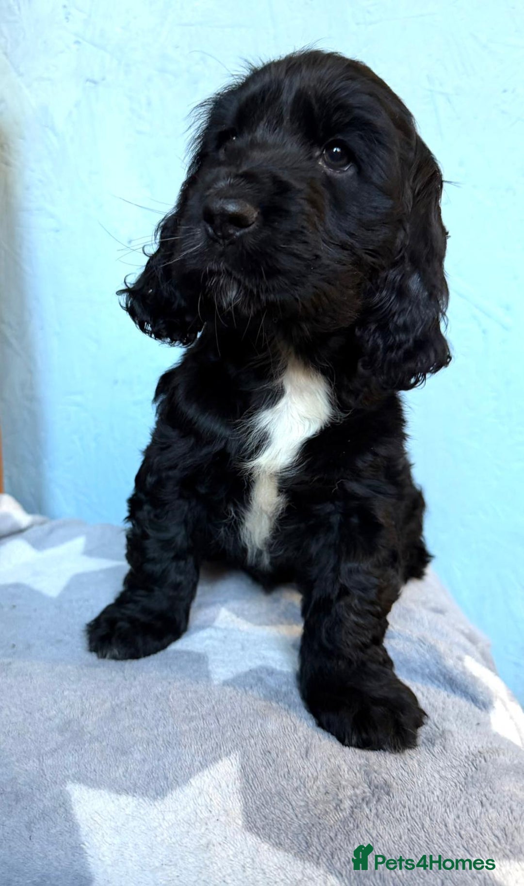Cocker Spaniel dogs for sale: Show type Cocker Spaniel puppies  - Advert 19