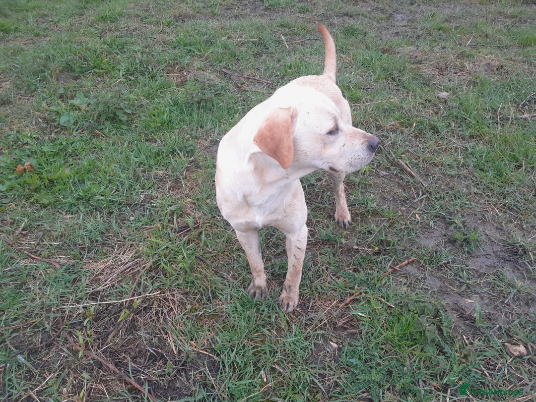 Labrador Retriever dogs for stud: Labrador retriever stud  in Hartlepool - Advert 4