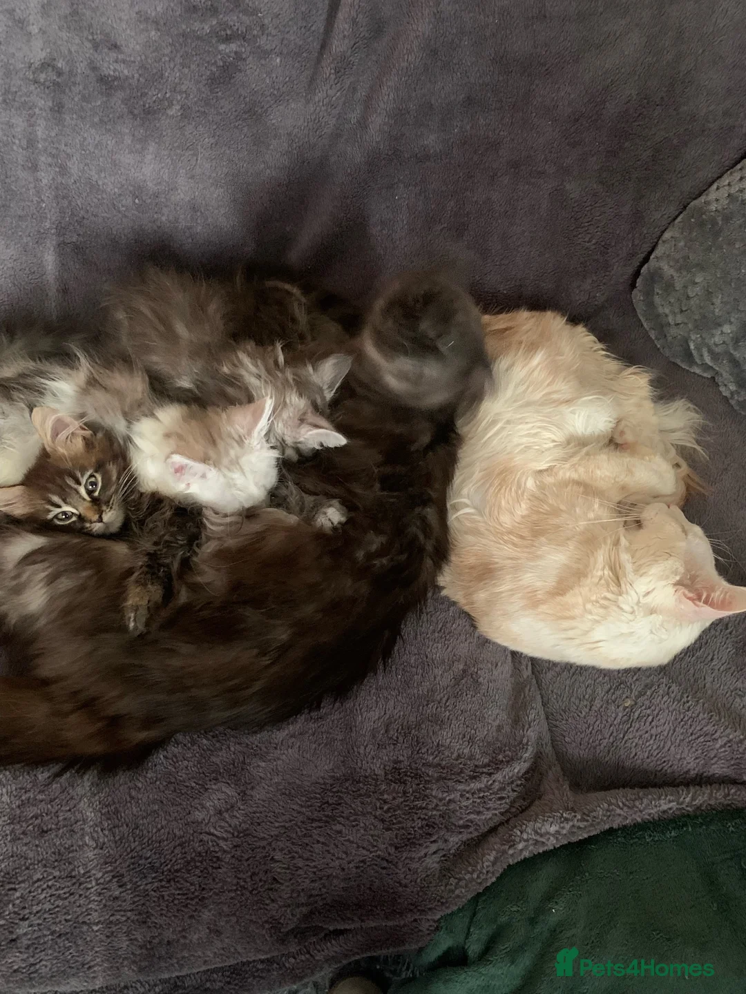 Maine Coon cats for sale: High silver boy - Advert 3