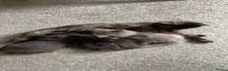 British Longhair cats for sale: Black female kitten - Advert 2