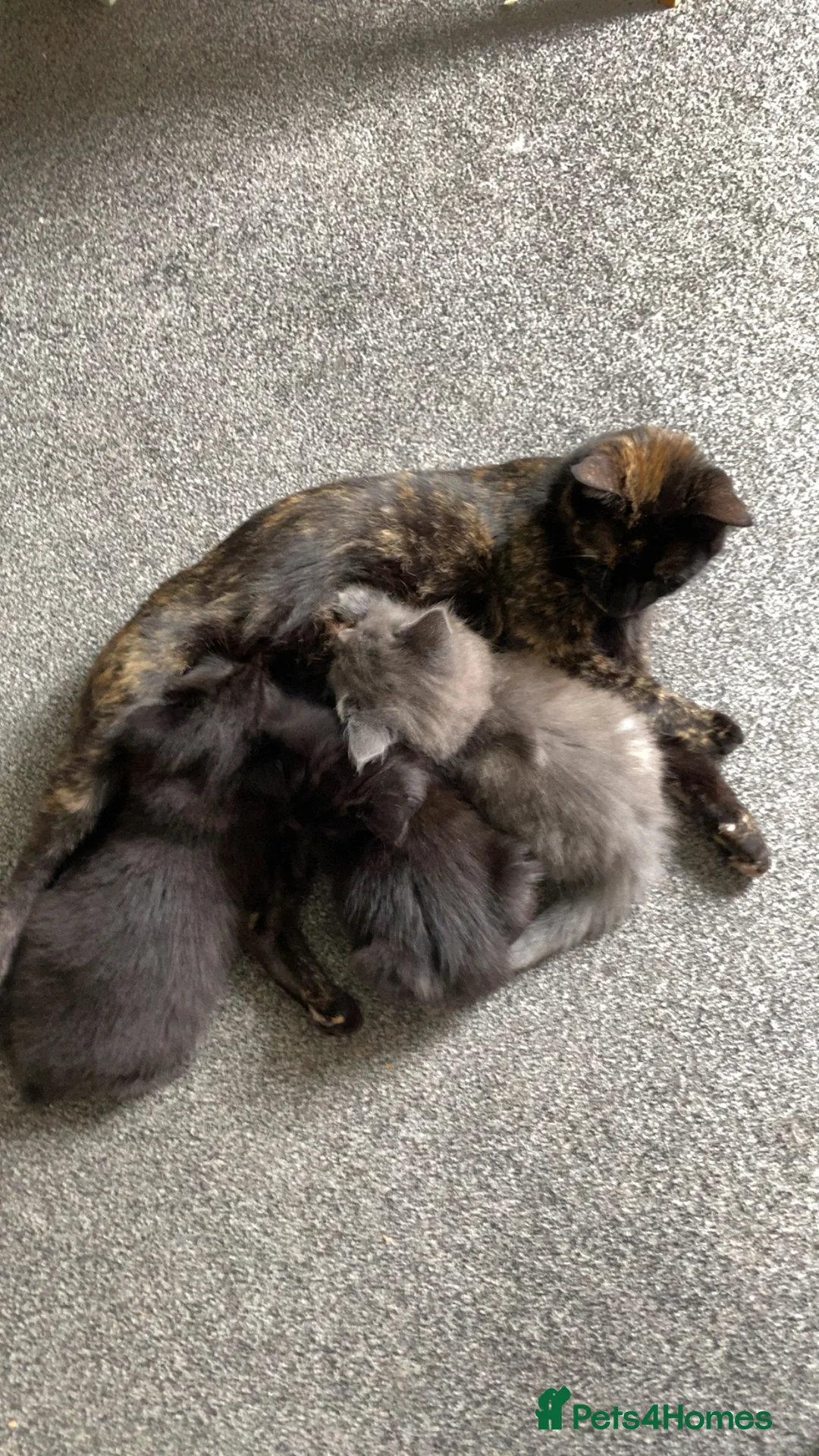 British Longhair cats for sale: Black female kitten - Advert 2