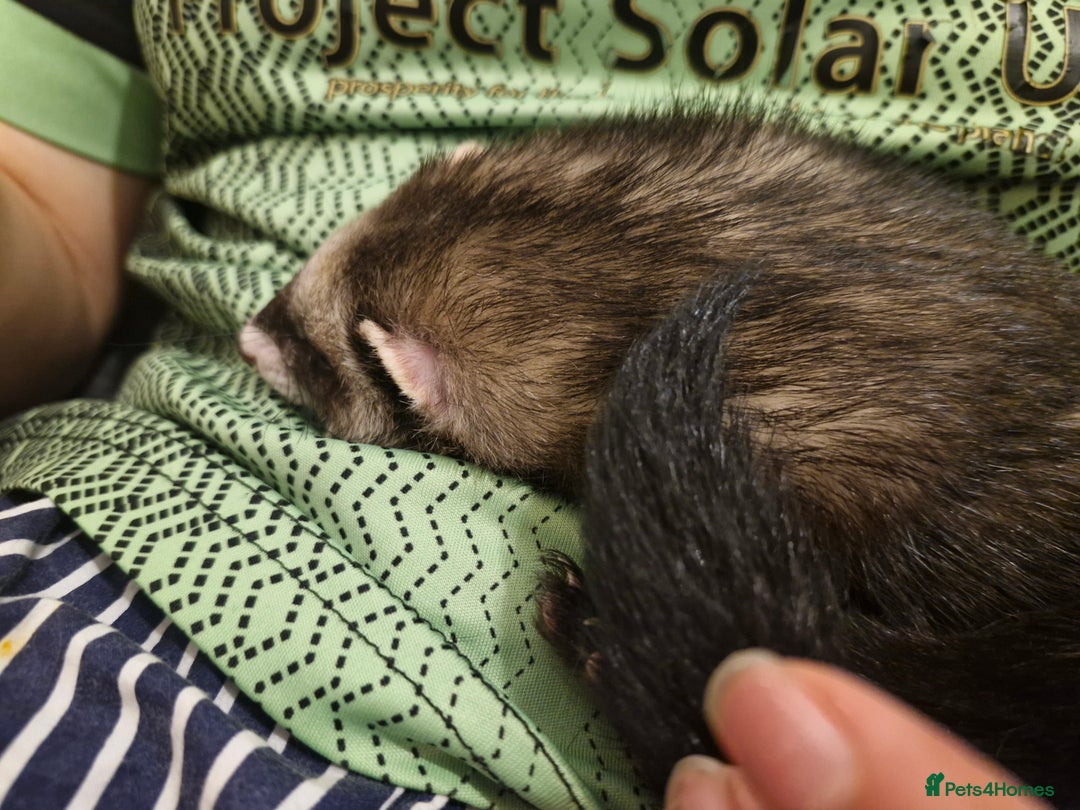 Ferret rodents for sale: Tentatively seeking new home - Advert 2