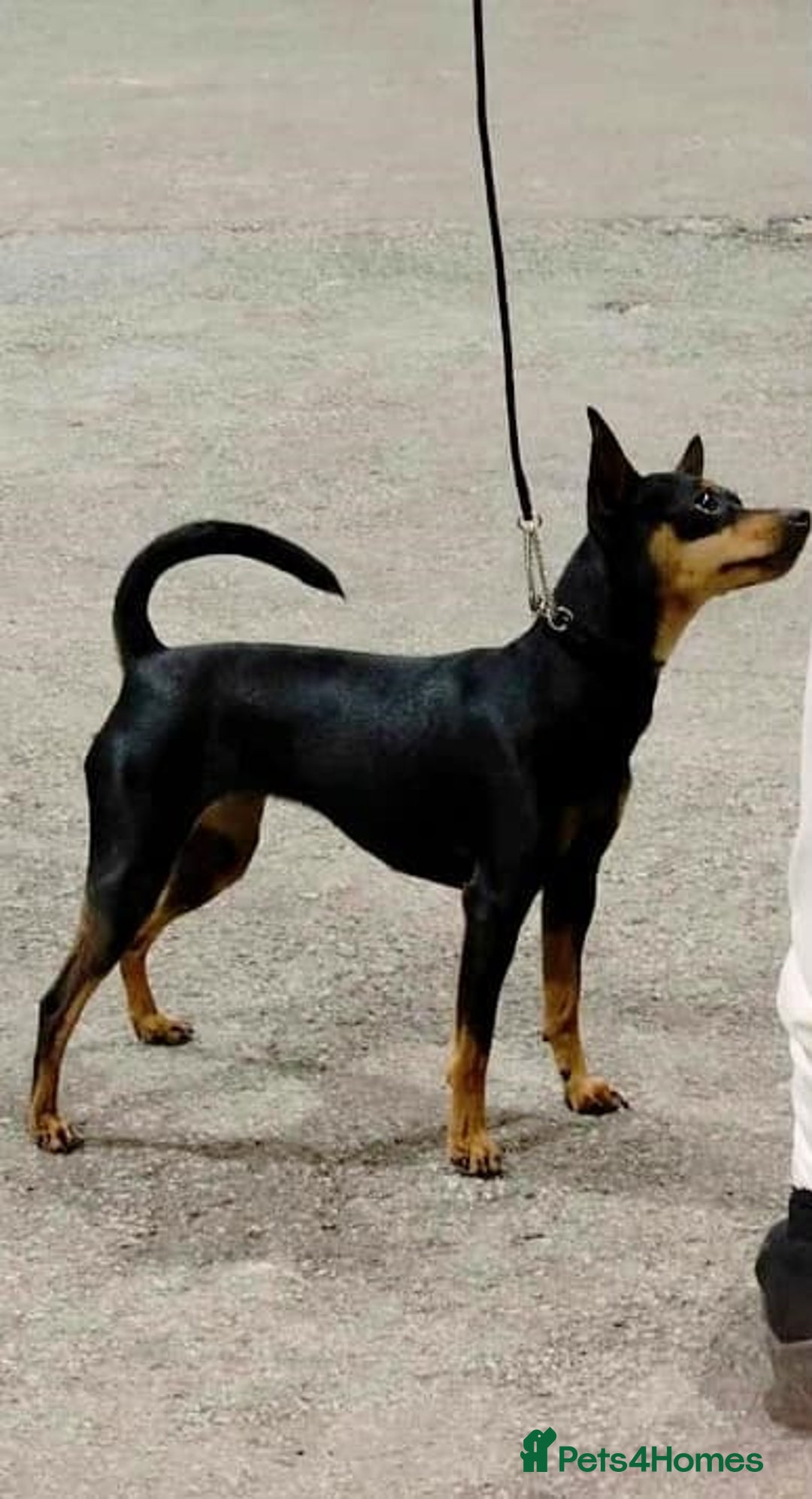 Miniature Pinscher dogs for sale: LAST PUPPY - LADYLUCKPINS KC MIN PINS - Advert 28