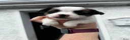 Jack Russell dogs for sale: Beautiful Jack Russell litter - Advert 12