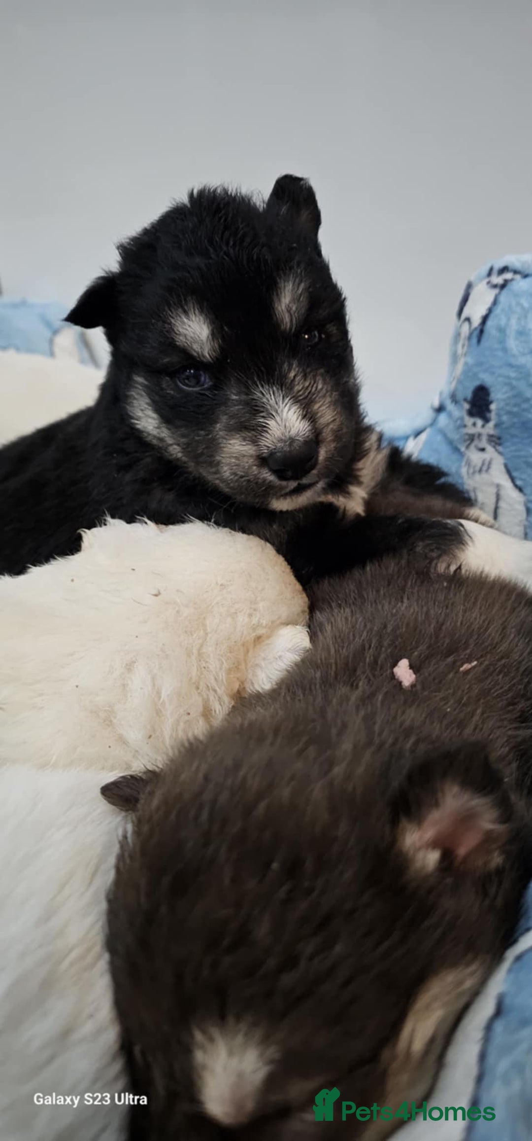 Siberian Husky dogs for sale: Wooly Siberian huskies - all Blue Eyes - Advert 11