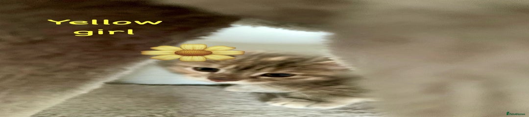 Yellow 4