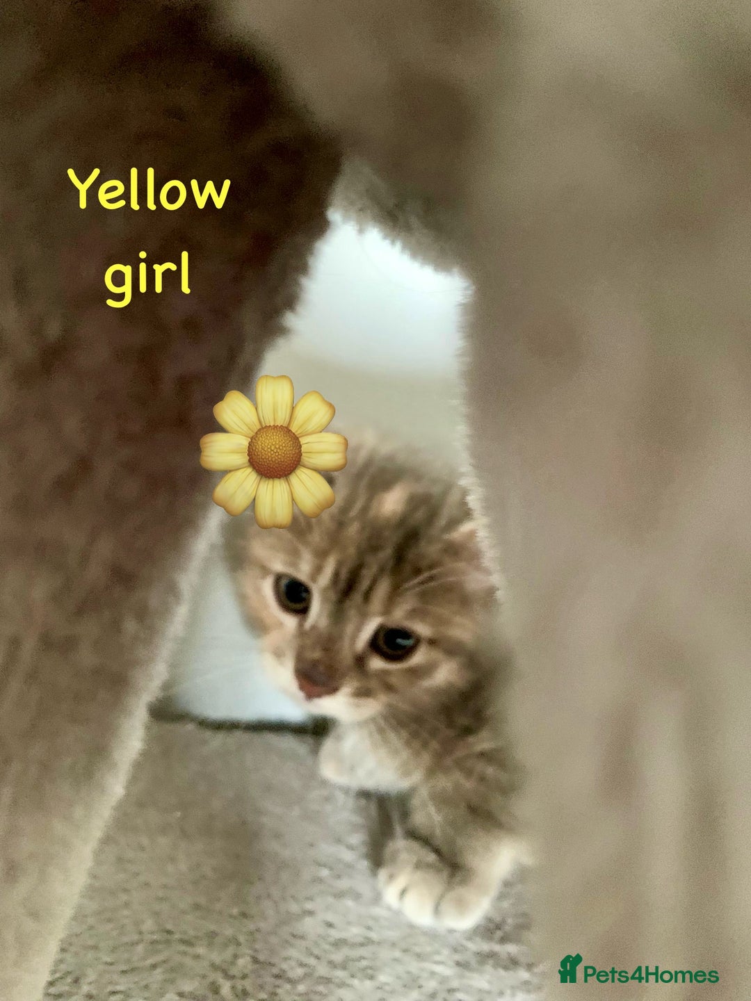 Siberian cats for sale: Siberian girl kittens ready for new home now - Image 18