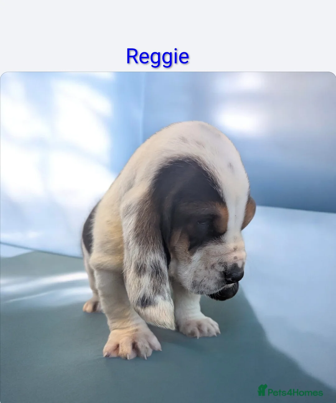 Basset Hound dogs for sale: KC REGISTERED BASSET HOUNDS  - Advert 3