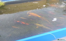 Koi Carp fish for sale: Koi carp  - Image 10