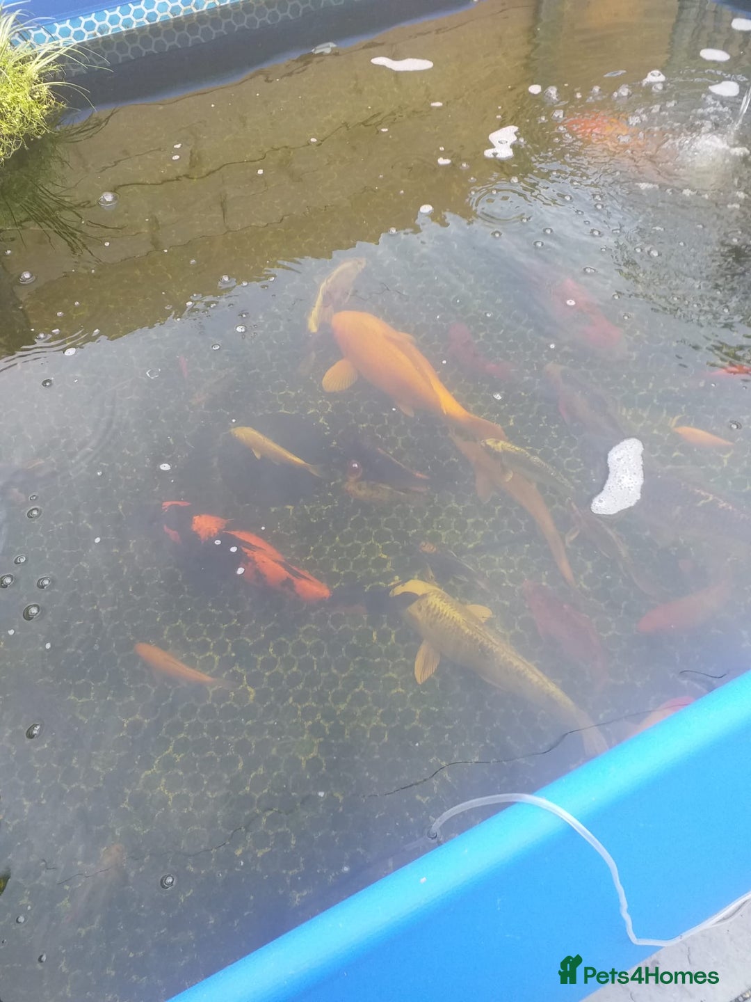 Koi Carp fish for sale: Koi carp  - Image 10
