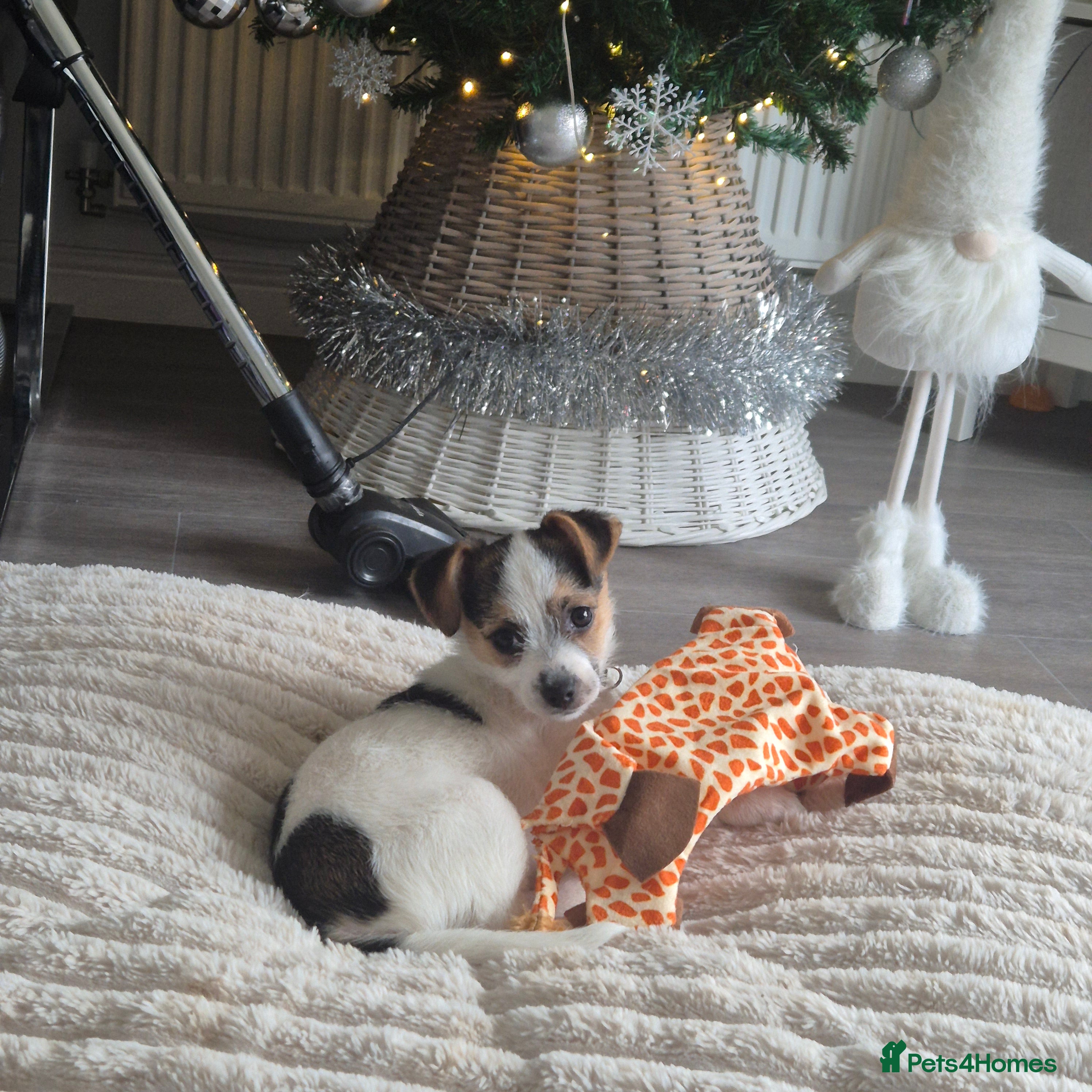 Mixed Breed dogs Jack chi puppy ready now - Advert 3