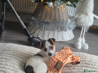 Mixed Breed dogs Jack chi puppy ready now - Advert 13