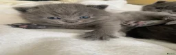 British Shorthair cats for sale: Exclusive Pedigree British Shorthair Kittens - Advert 6