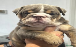English Bulldog dogs for sale: English bulldog bible John lines  - Image 11