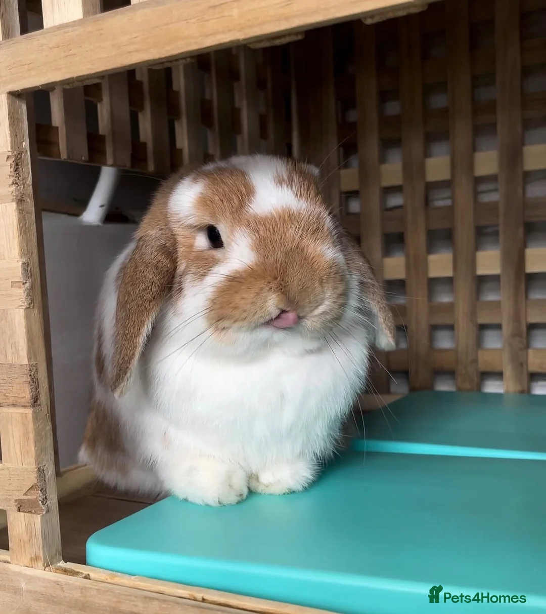 Mini Lop rabbits for sale: Male and female bonded rabbit pair  in Oldham - Advert 8
