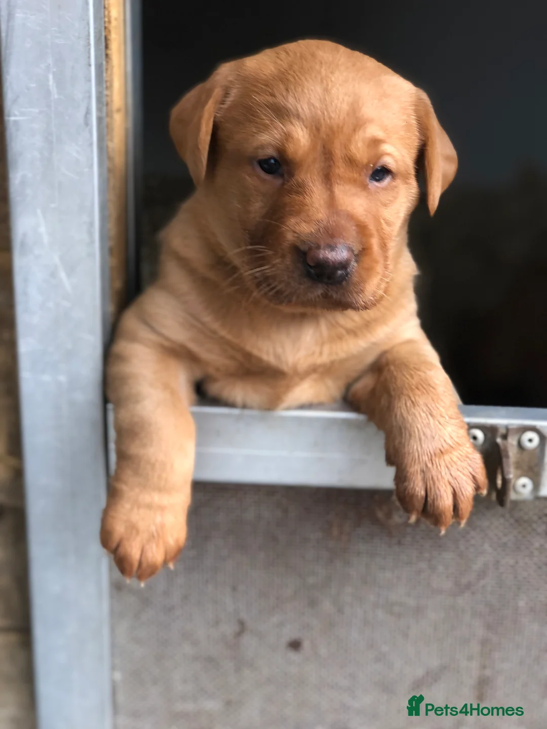 Gallery Image {{count}}