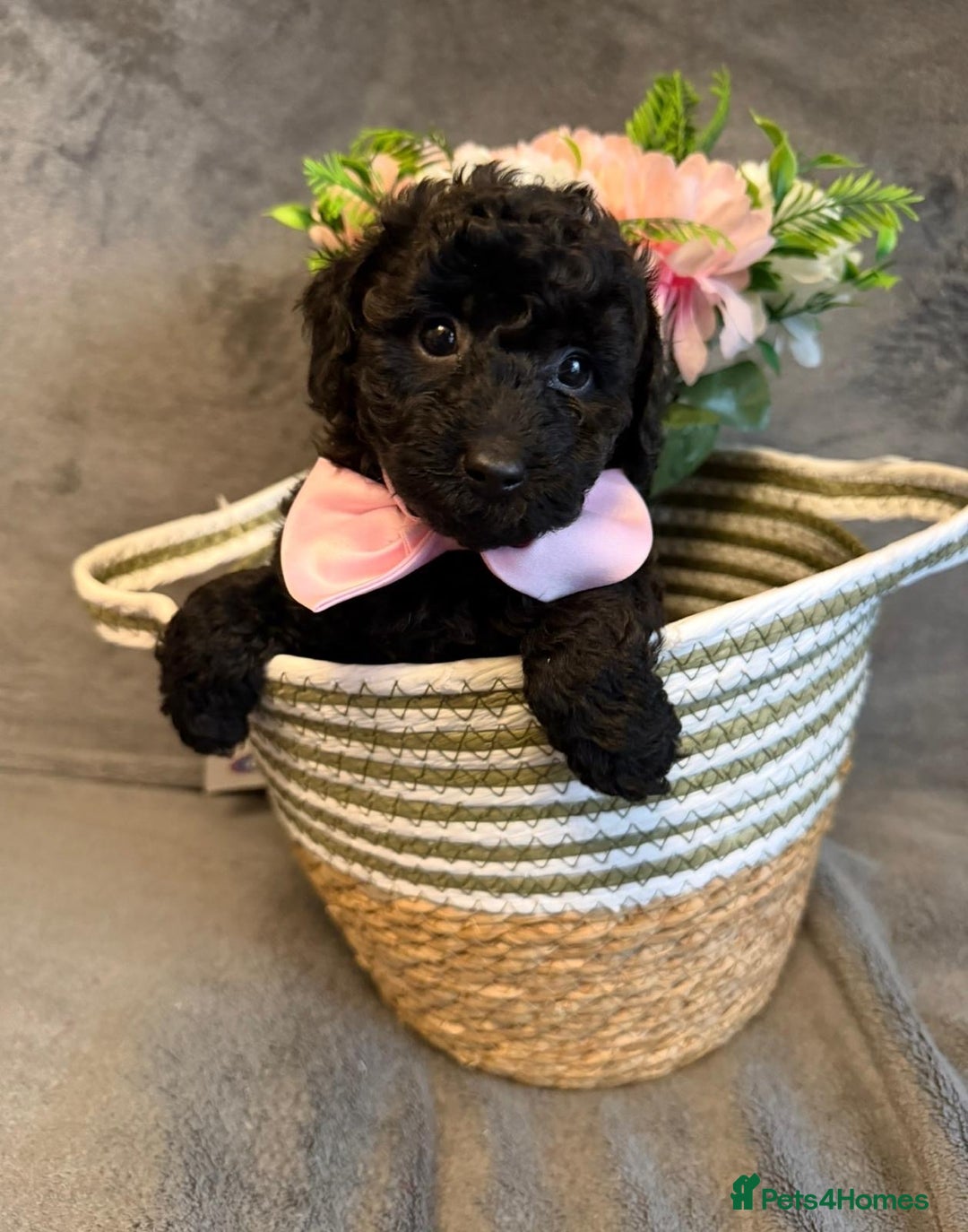 Toy Poodle dogs for sale: KC REG Purebred Stunning Toy Poodle Pups❤️  - Image 5
