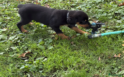 Rottweiler dogs for sale: German Rottweiler Pups For Sale - Image 3