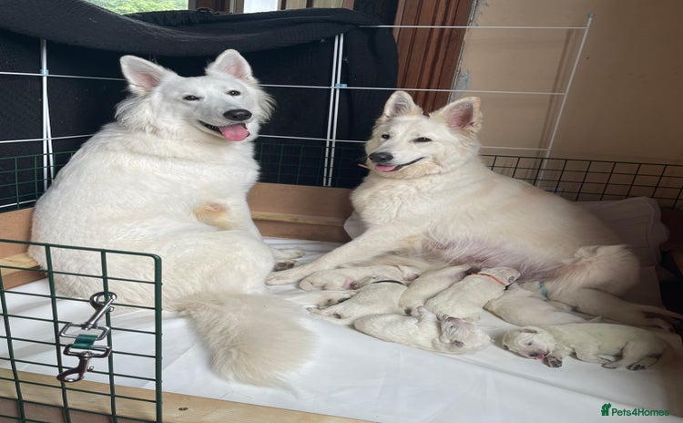White Swiss Shepherd dogs - Advert 1