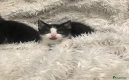 Mixed Breed cats for sale: Lovely kittens 8 weeks old  - Image 13