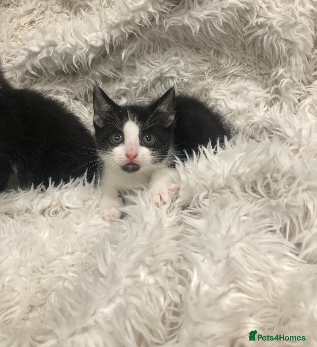 Mixed Breed cats for sale: Lovely kittens 8 weeks old  - Image 13