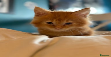 Maine Coon cats - Advert 6