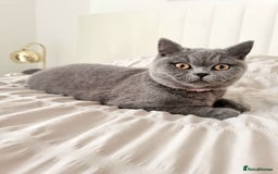 British Shorthair cats for sale: ❤️British Shorthair Kittens GCCF -Ready December  - Image 19