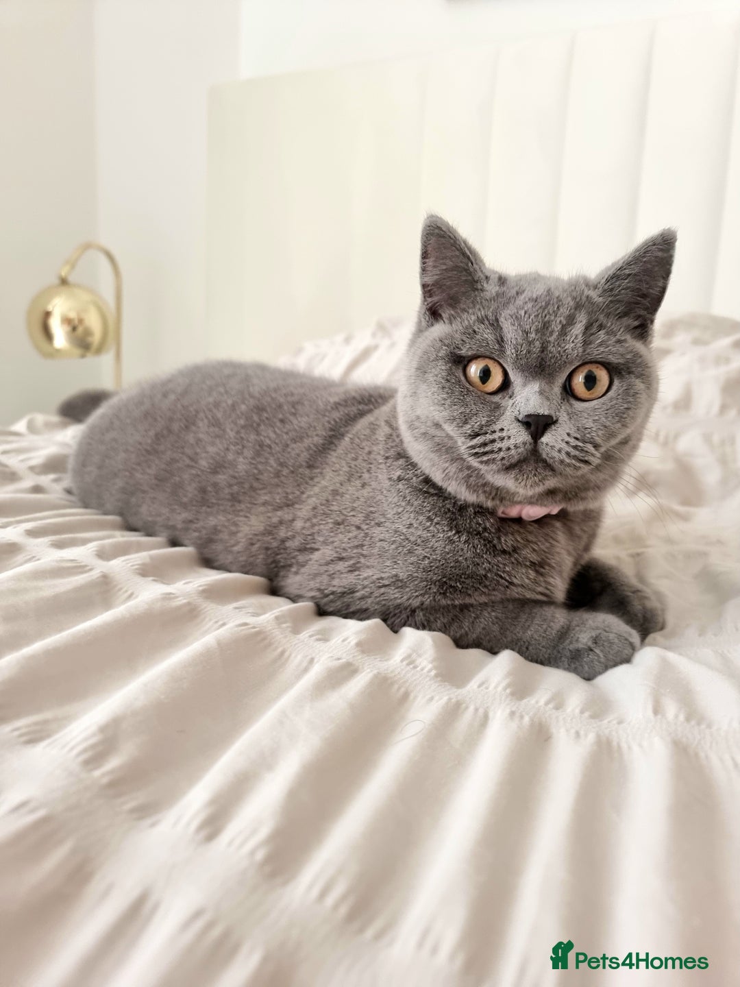 British Shorthair cats for sale: ❤️British Shorthair Kittens GCCF -Ready December  - Image 19