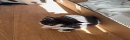 Mixed Breed cats for sale: ✨ 5 BEAUTIFUL KITTENS READY 26th MAY ✨ - Advert 7