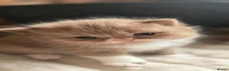 British Shorthair cats for sale: Beautiful British longhair kittens 🤎🧸  - Advert 7