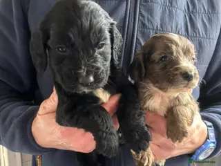 Cocker Spaniel dogs COCKER SPANIEL LAST TWO 27TH FEB - Advert 13