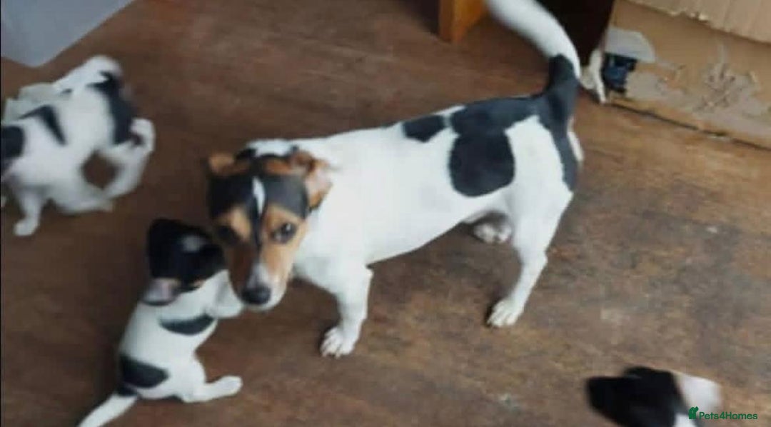 Jack Russell dogs for sale: Jack Russell Puppies - Image 7