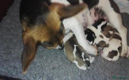 Jack Russell dogs for sale: Beautiful bonnie - Image 7