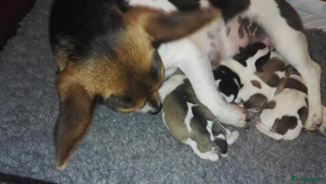Jack Russell dogs for sale: Beautiful bonnie - Image 7