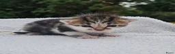 Mixed Breed cats for sale: Gorgeous Kittens for Sale - Advert 9