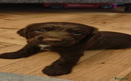 Cocker Spaniel dogs for sale: Brown Boy Cocker Spaniel Puppy - Image 2