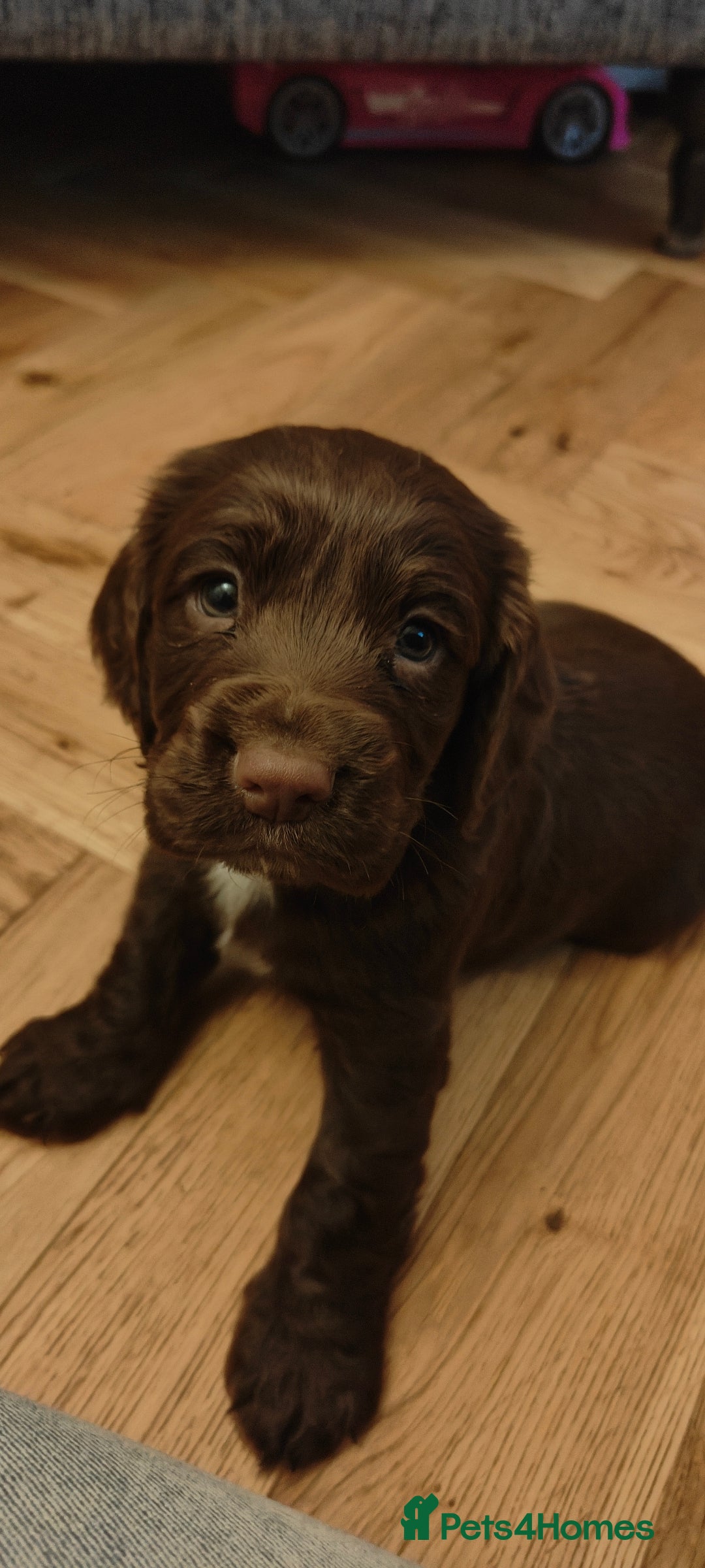 Cocker Spaniel dogs for sale: Brown Boy Cocker Spaniel Puppy - Image 2