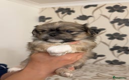Pekingese dogs for sale: Pekingese puppies - Advert 3