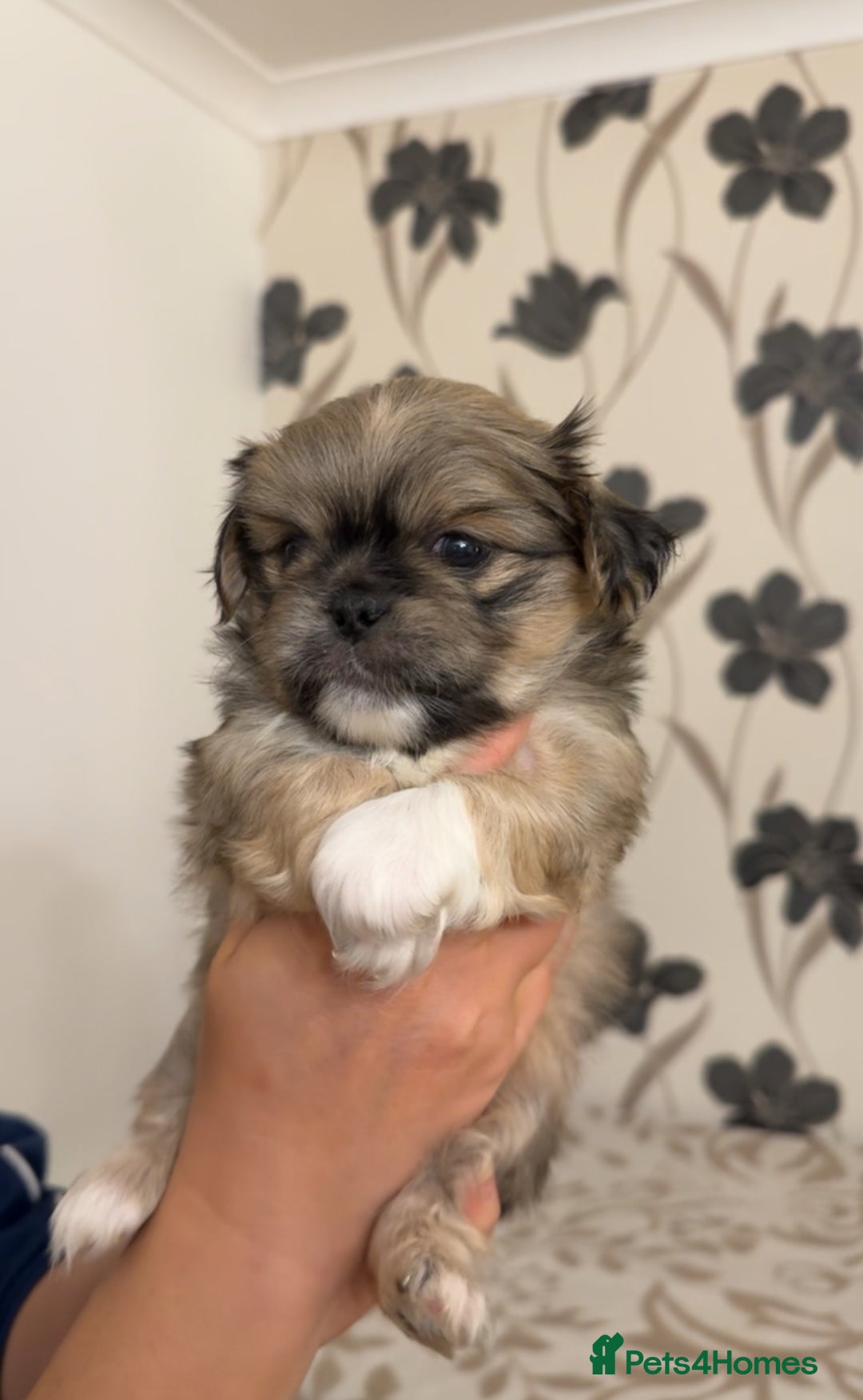 Pekingese dogs for sale: Pekingese puppies - Advert 3