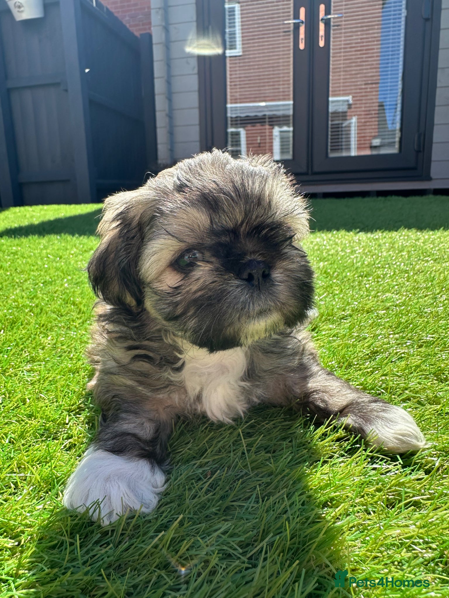 Shih Tzu dogs Shihtzu puppies for sale - Advert 6