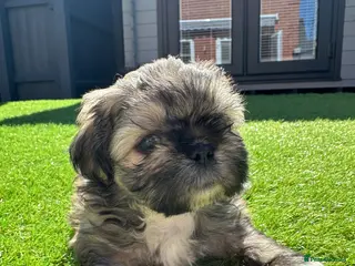 Shih Tzu dogs Shihtzu puppies for sale - Advert 4