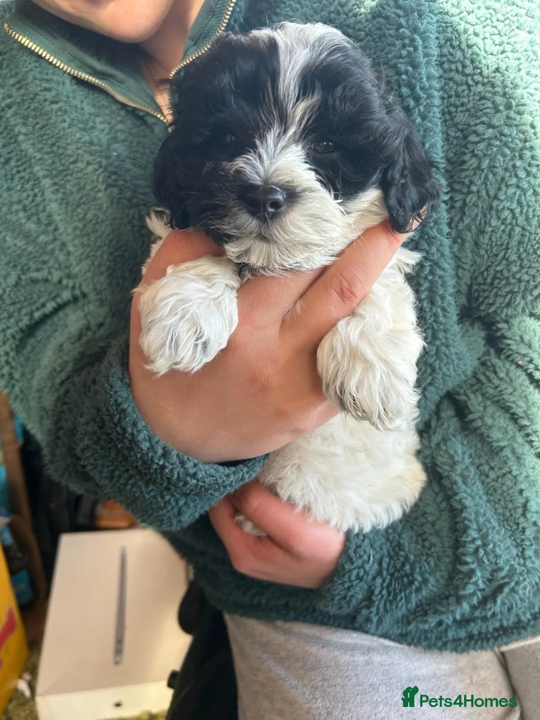 Maltipoo dogs for sale: Maltipoo puppies  - Advert 2
