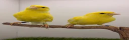 Canaries birds for sale: German rollers canaryes pairs  - Advert 3