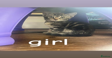 Mixed Breed cats - Advert 11