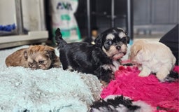 Shih Tzu dogs for sale: Beautiful Shih Tzu Puppies  - Image 18