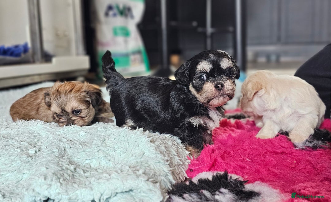Shih Tzu dogs for sale: Beautiful Shih Tzu Puppies  - Image 18