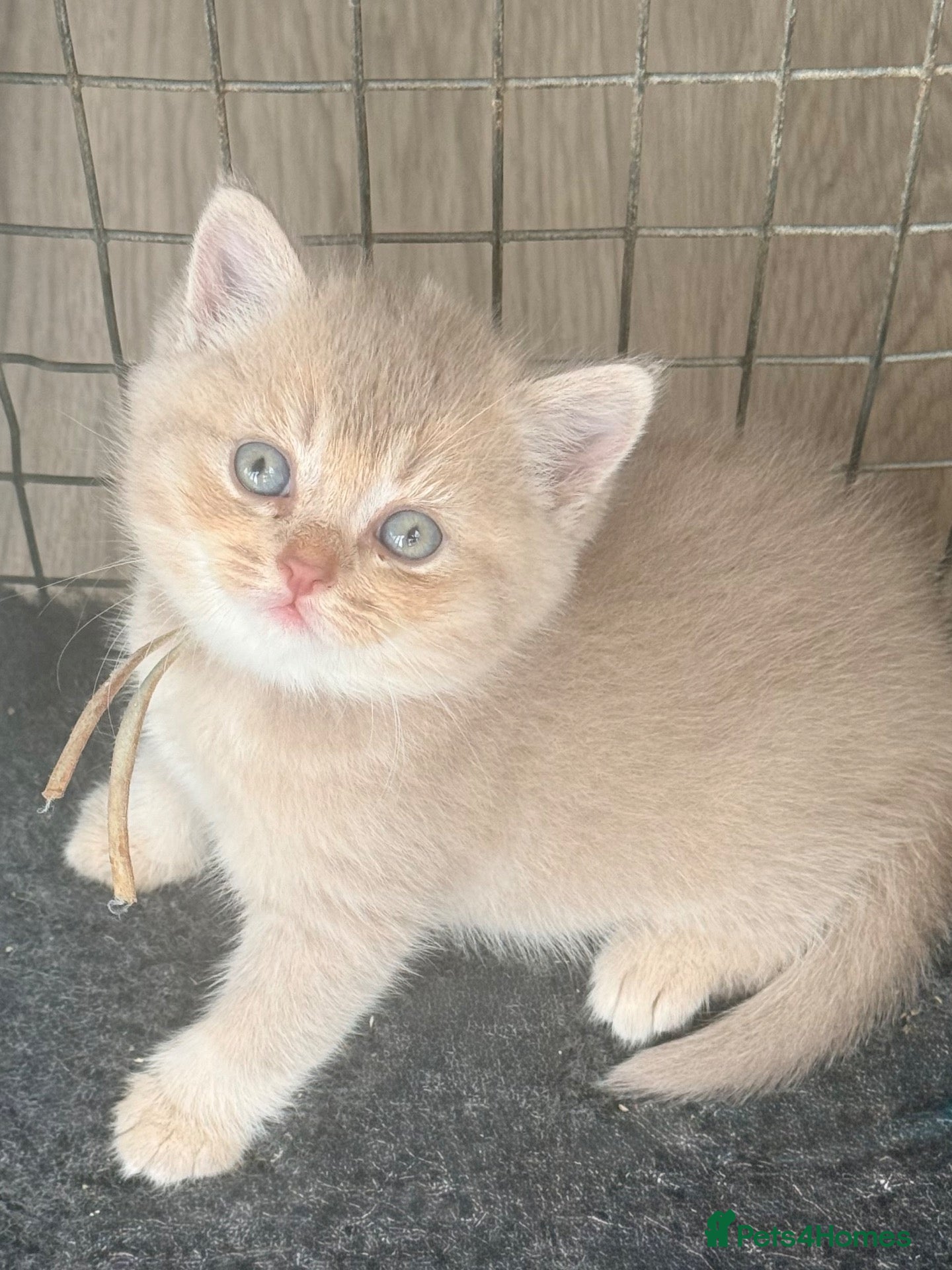 British Shorthair cats Cinnamon golden boy - Advert 12