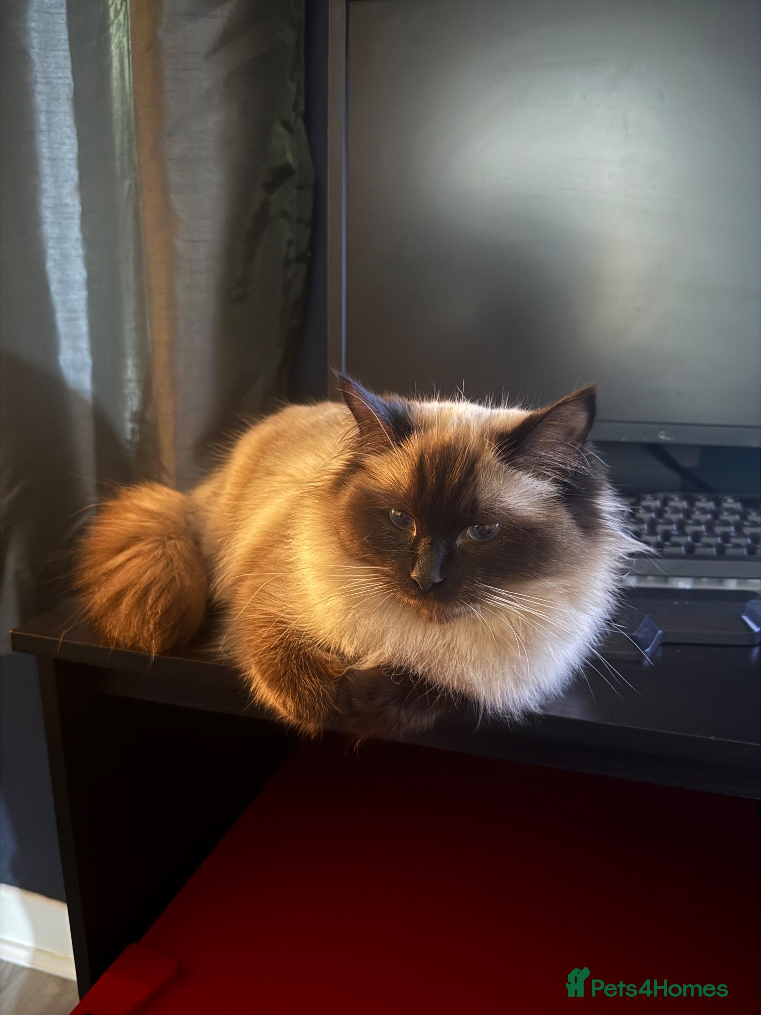 Ragdoll cats 1 year old ragdoll for re-homing - Advert 12