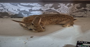 Lionhead rabbits - Advert 6