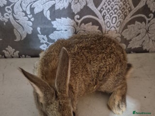 Lionhead rabbits - Advert 30